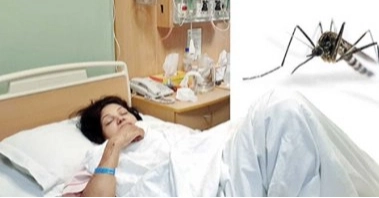 ডেঙ্গুতে ২২ জন আক্রান্ত, মৃত্যু নেই