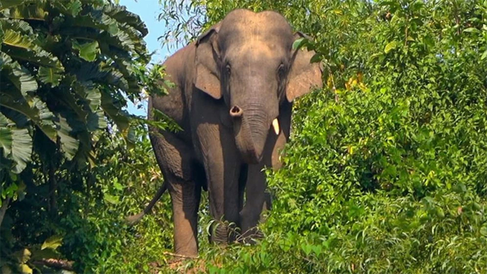 কক্সবাজারে বন্য হাতির আক্রমণে মা-মেয়ে নিহত
