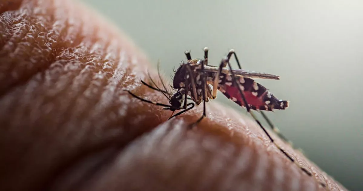 ডেঙ্গুতে তিনজনের মৃত্যু, হাসপাতালে ভর্তি ৪৭৩