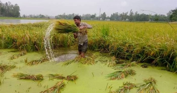 বন্যার ঝুঁকিতে সুনামগঞ্জের হাওরজুড়ে দ্রুত ধান কাটার তাড়া