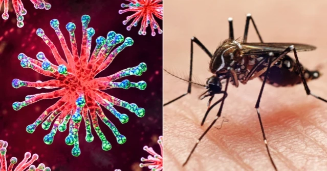 গত ২৪ ঘণ্টায় ডেঙ্গু ও করোনায় মৃত্যু নেই, হাসপাতালে ভর্তি ৩৫৬