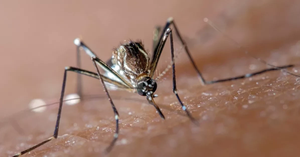 ডেঙ্গু: ৪৭০ জন হাসপাতালে ভর্তি