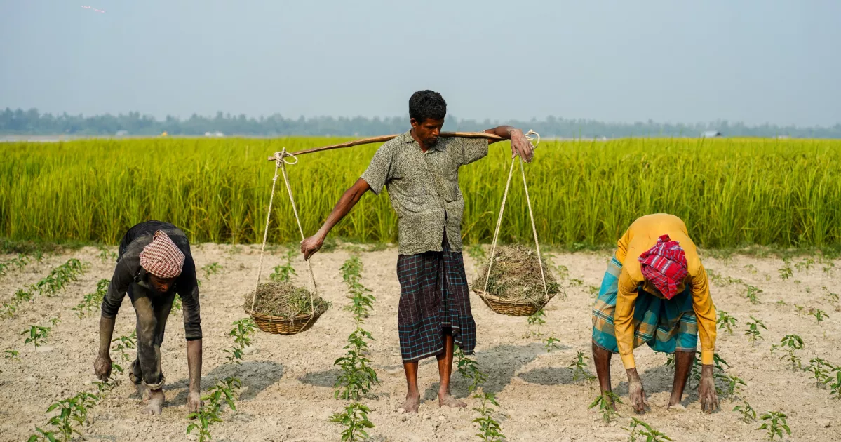 তিস্তার চরে পানির সংকটে টিকে থাকার লড়াই কৃষকদের