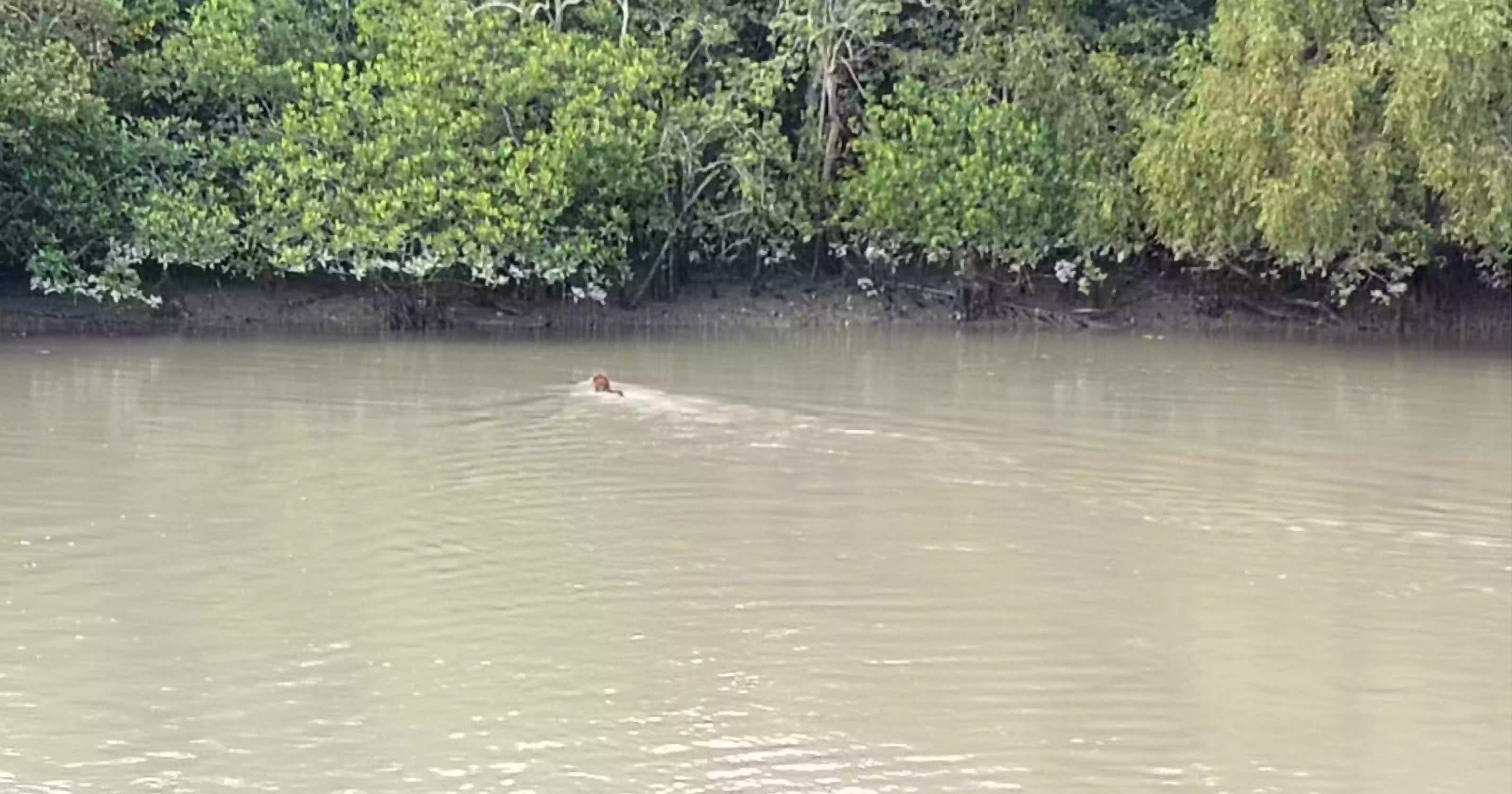 সুন্দরবনের বাঘ রক্ষার দাবি পর্যটকদের