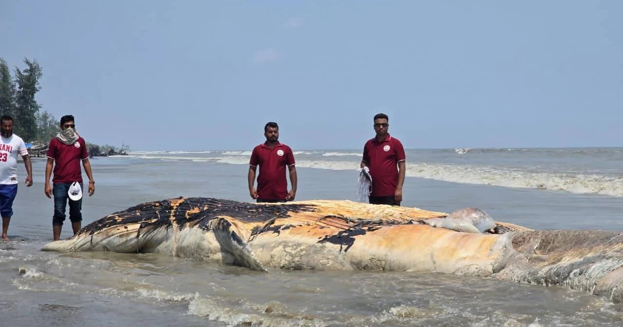 কুয়াকাটার গভীর সমুদ্রে ভেসে এল বিশালাকৃতির বেলিন তিমির মরদেহ