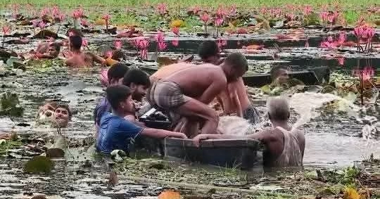 গাজীপুরে শাপলা তুলতে গিয়ে বিলে ডুবে দুই বন্ধু নিহত