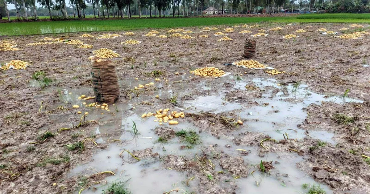 হঠাৎ বৃষ্টিতে কপাল পুড়ল উত্তরের আলু চাষিদের