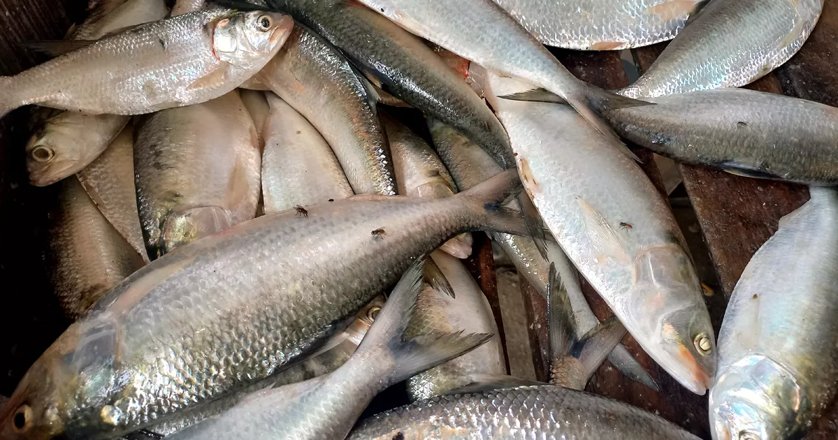 ইলিশের মূল্য নির্ধারণের প্রস্তাব প্রধান উপদেষ্টার অনুমোদন