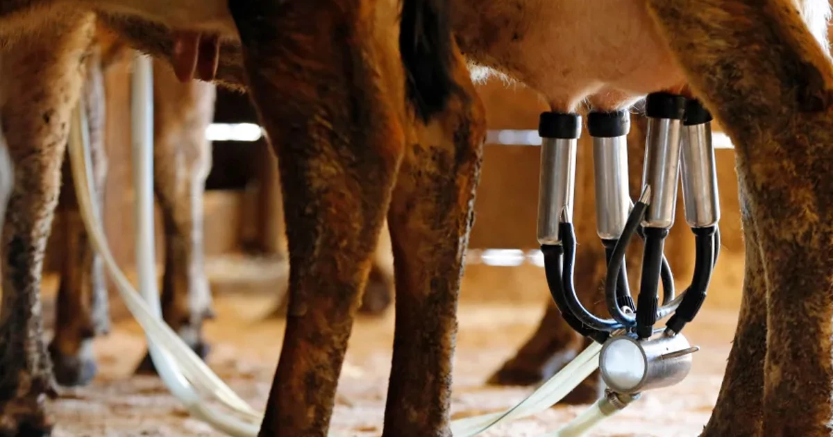 গর্ভবতী অবস্থায় নারী কাঁচা দুধ পান করায় নবজাতকের মৃত্যু!