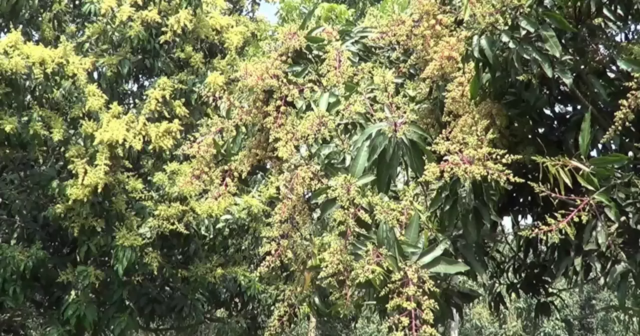 মুকুলে ছেয়ে গেছে আমের রাজধানী, ভালো ফলনের প্রত্যাশা