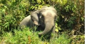 বান্দরবানে বন্যহাতি ঠেকাতে পাতা বৈদ্যুতিক ফাঁদে প্রাণ গেল নারীর