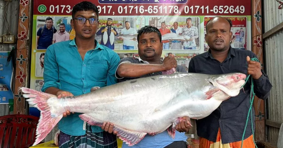 পদ্মার এক পাঙাশ এবার বিক্রি হলো ৭১ হাজার টাকায়