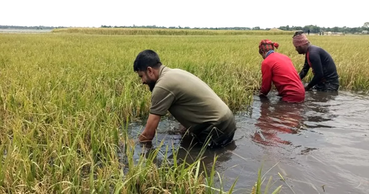 টানা বৃষ্টিতে আবারও বাড়ছে হাওরের পানি, বাকি ধান ঘরে তোলা নিয়ে উৎকণ্ঠায় কৃষক