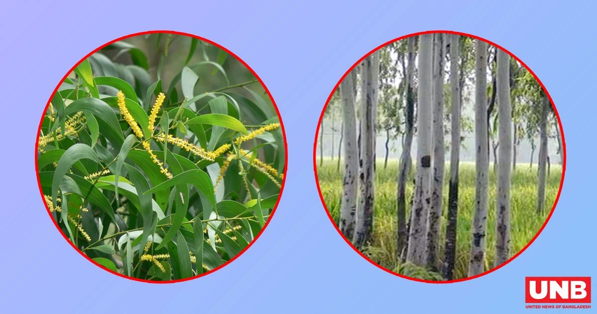 ইউক্যালিপটাস-আকাশমনি গাছ নিষিদ্ধ ঘোষণা