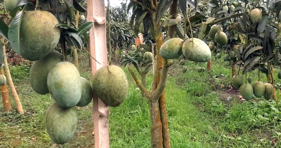 বৈচিত্র্যময় আমে সয়লাব নাটোরের হাটবাজার, দামও নাগালের মধ্যে
