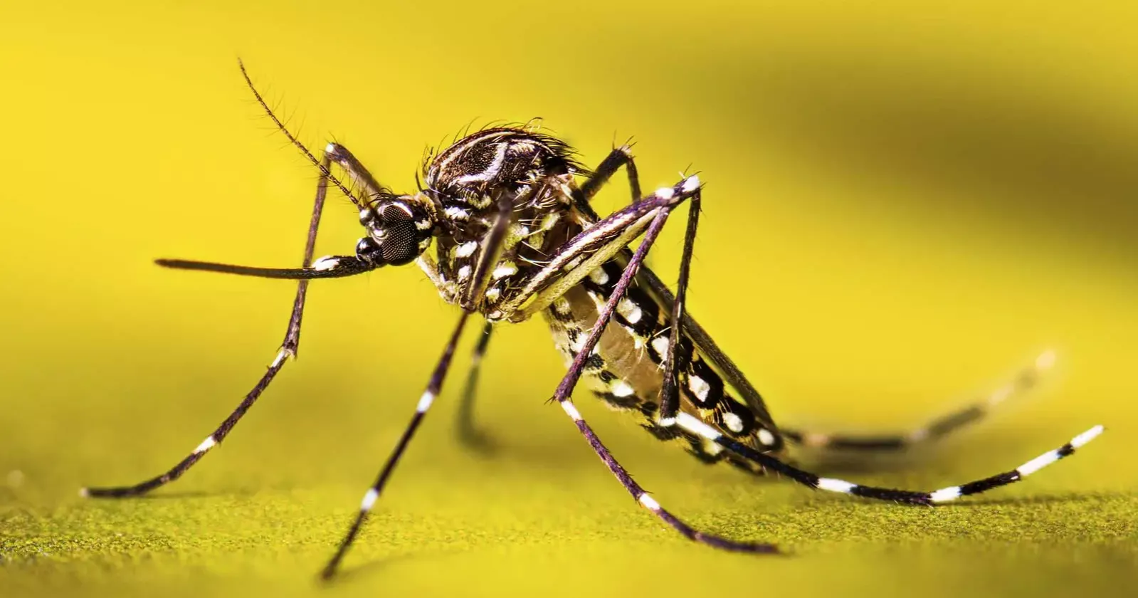 দেশে ডেঙ্গুতে আক্রান্ত আরও ১১