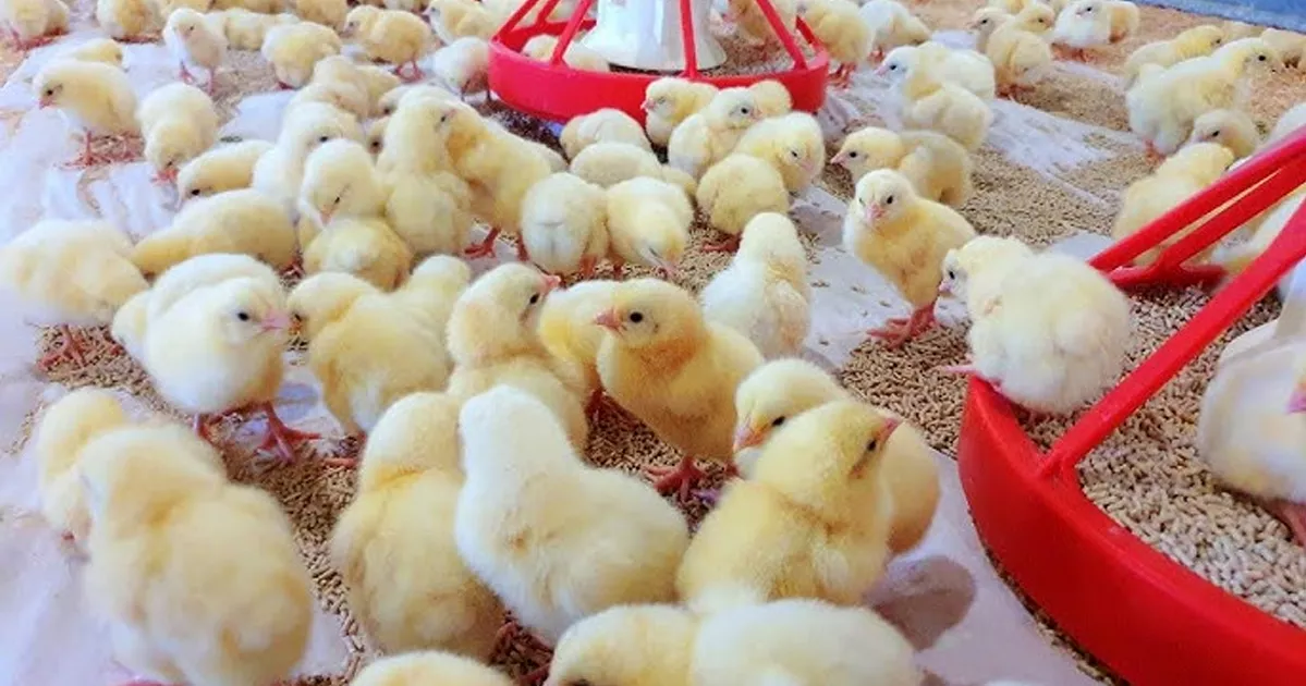 জাতীয় পোল্ট্রি উন্নয়ন নীতিমালা–২০২৬ ঘিরে উদ্বেগ