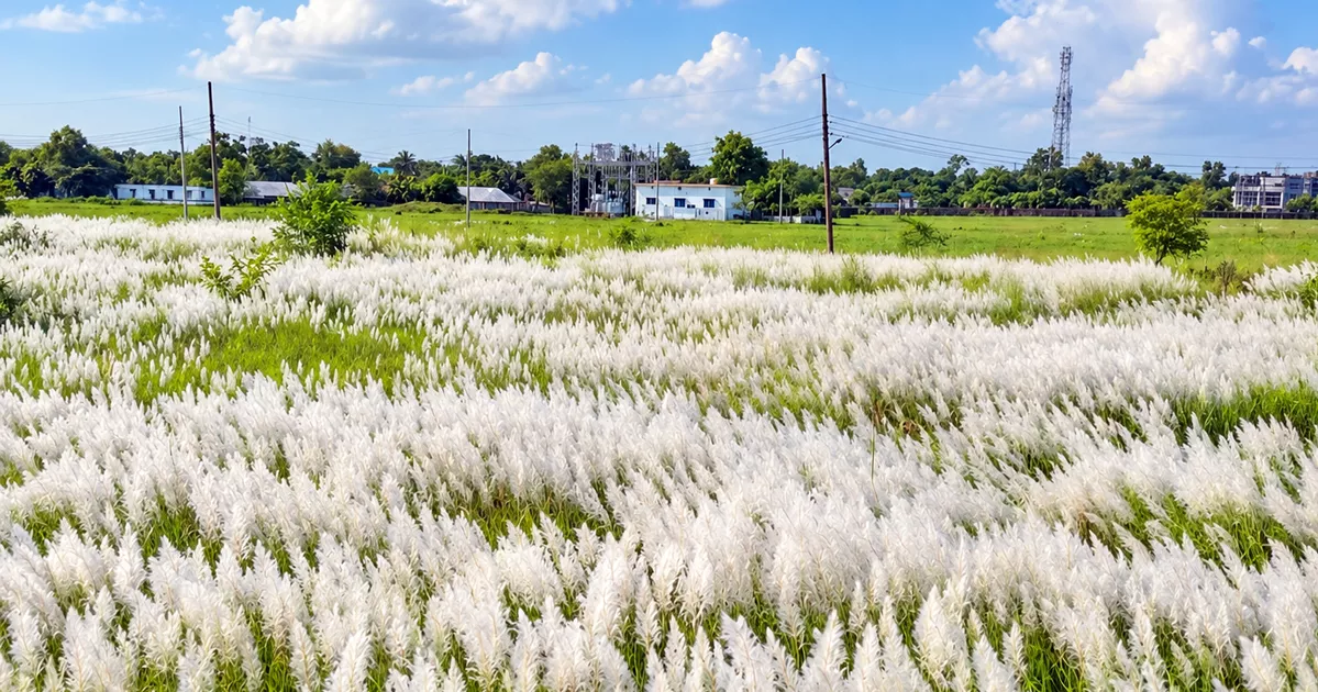 শরতের কাশফুলে সেজেছে গোমতীর চর