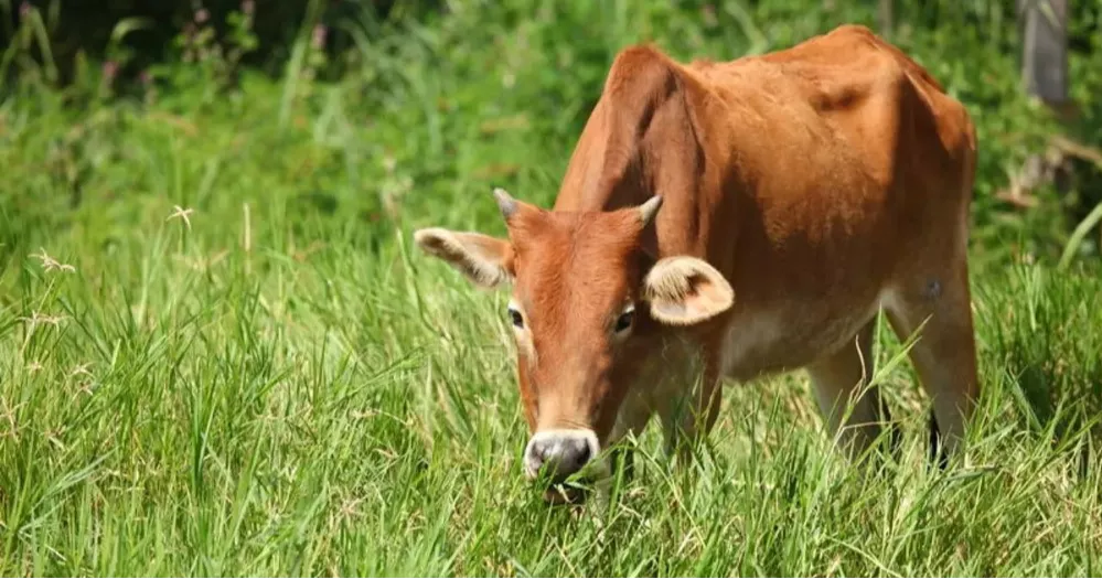 গরুর ঘাস খাওয়া নিয়ে ভাতিজার হাতে চাচা খুন
