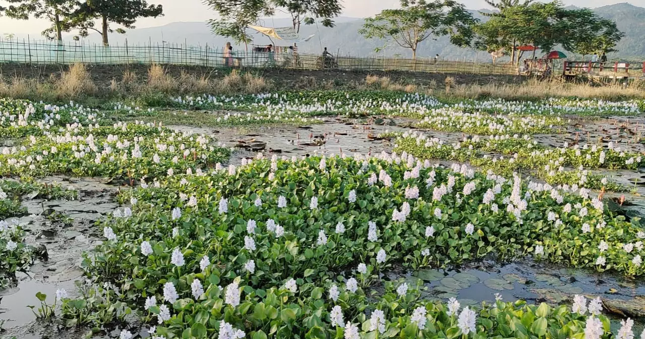 জৈন্তাপুরের লাল শাপলার বিল কচুরিপানার দখলে, প্রশাসনের সুরক্ষা কমিটির ভূমিকা নিয়ে প্রশ্ন
