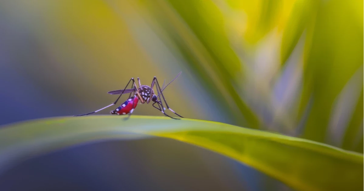 ডেঙ্গুতে আক্রান্ত ৯, মৃত্যু নেই