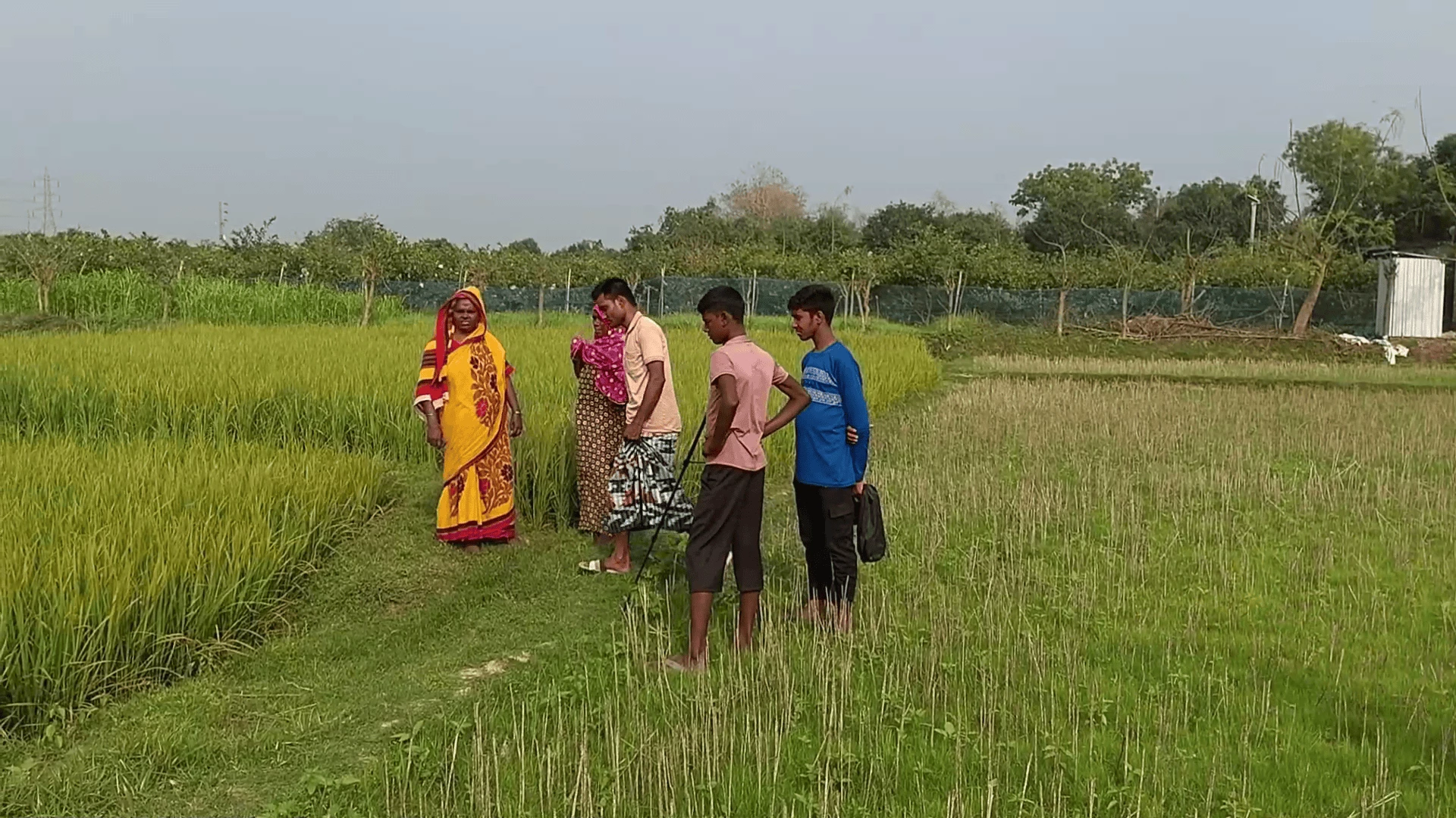 চাঁপাইনবাবগঞ্জে বিষ দিয়ে কৃষকের ধানখেত নষ্ট