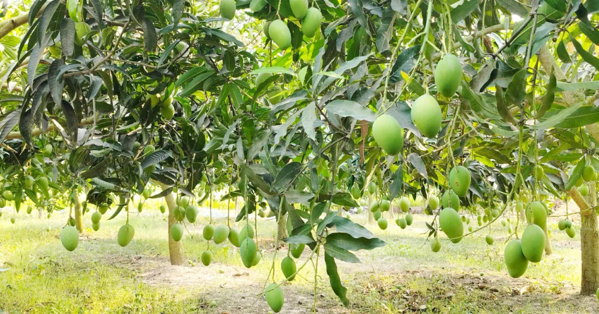 নওগাঁয় এবার ৪ হাজার কোটি টাকার আম বাণিজ্যের সম্ভাবনা