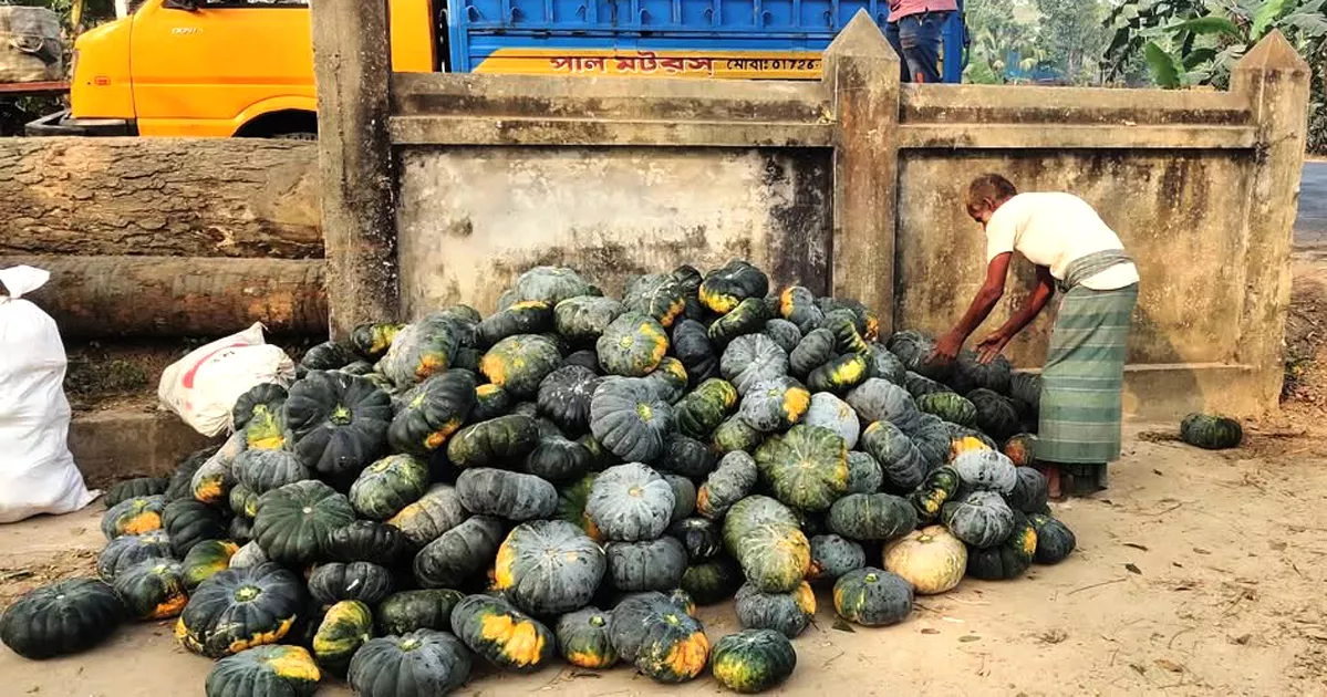 গোখাদ্য হিসেবে বিক্রি হচ্ছে মিষ্টি কুমড়া, চাঁদপুরে কৃষকের মাথায় হাত