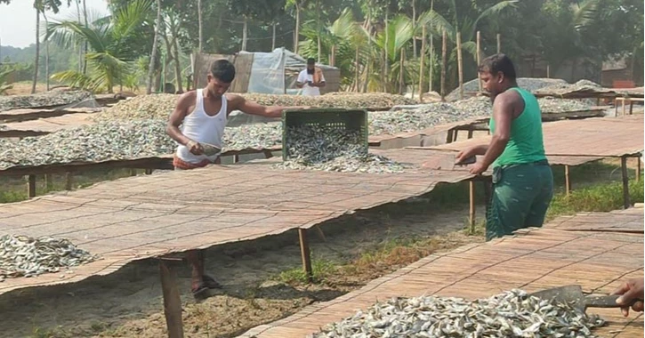 নড়াইলের ‘রাসায়নিকমুক্ত’ চ্যাপা শুঁটকির চাহিদা বাড়ছে