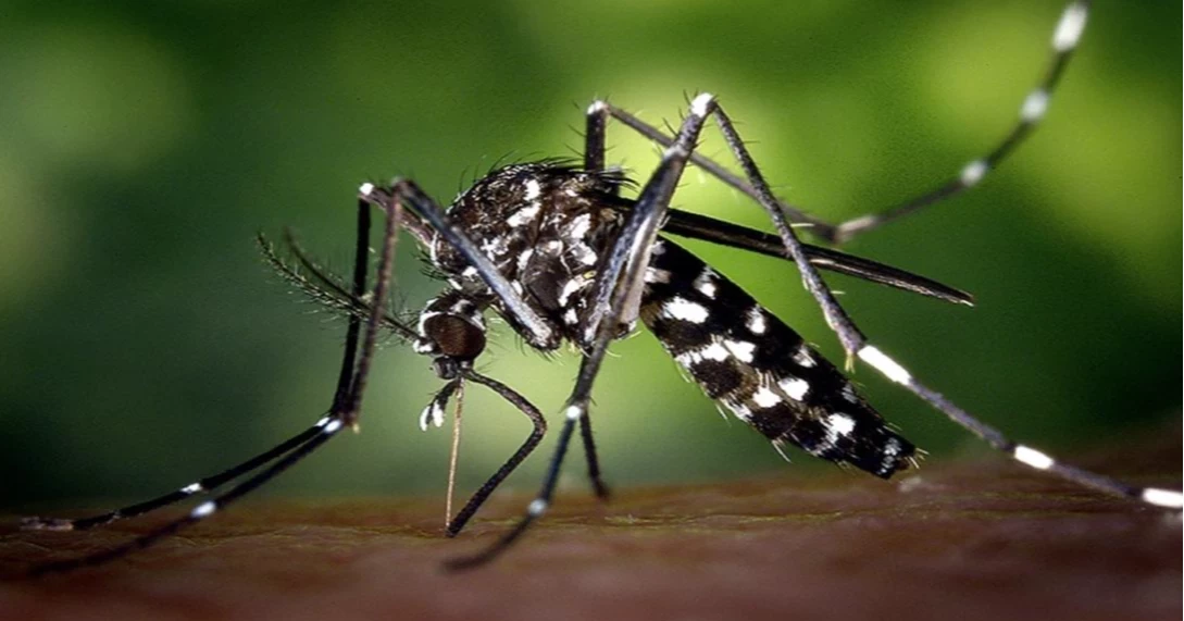 দেশে ডেঙ্গুতে আরও ১৮ জন্য আক্রান্ত