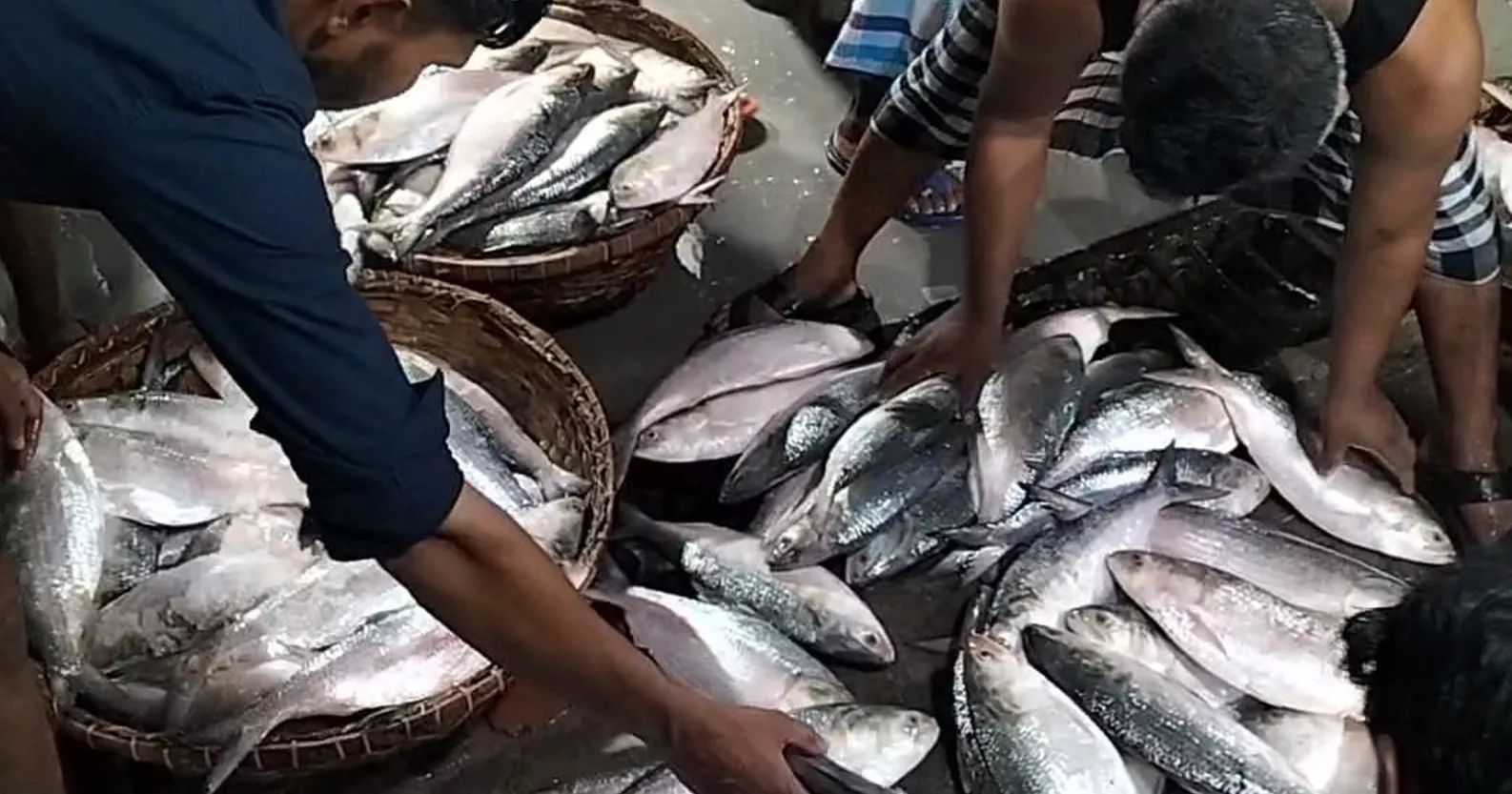 দুই মাসের নিষেধাজ্ঞা শেষে চাঁদপুর বাজারে ইলিশের আমদানি বেড়েছে