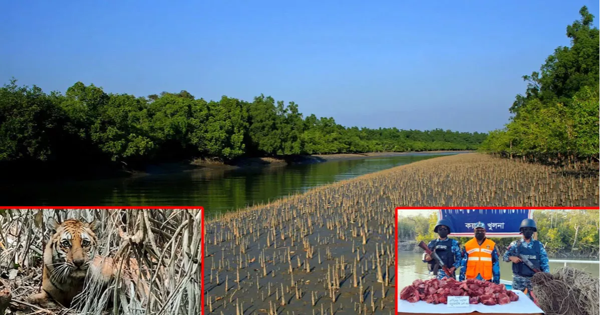 সুন্দরবনে বাঘ বাড়লেও অবাধ হরিণ শিকারে বাড়ছে উদ্বেগ