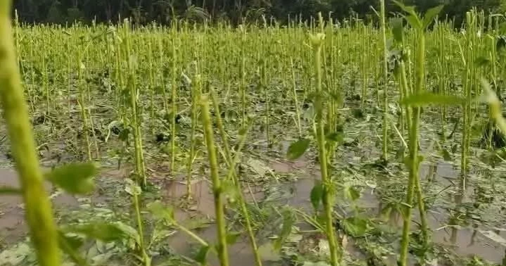 কালবৈশাখী ঝড় ও শিলাবৃষ্টিতে ব্যাপক ক্ষতির মুখে কৃষকরা