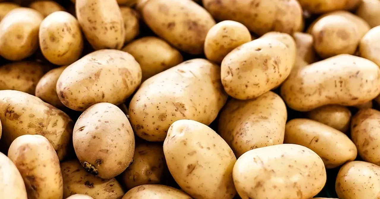 ভরা মৌসুমেও চাষির আলু নিয়ে দুশ্চিন্তা