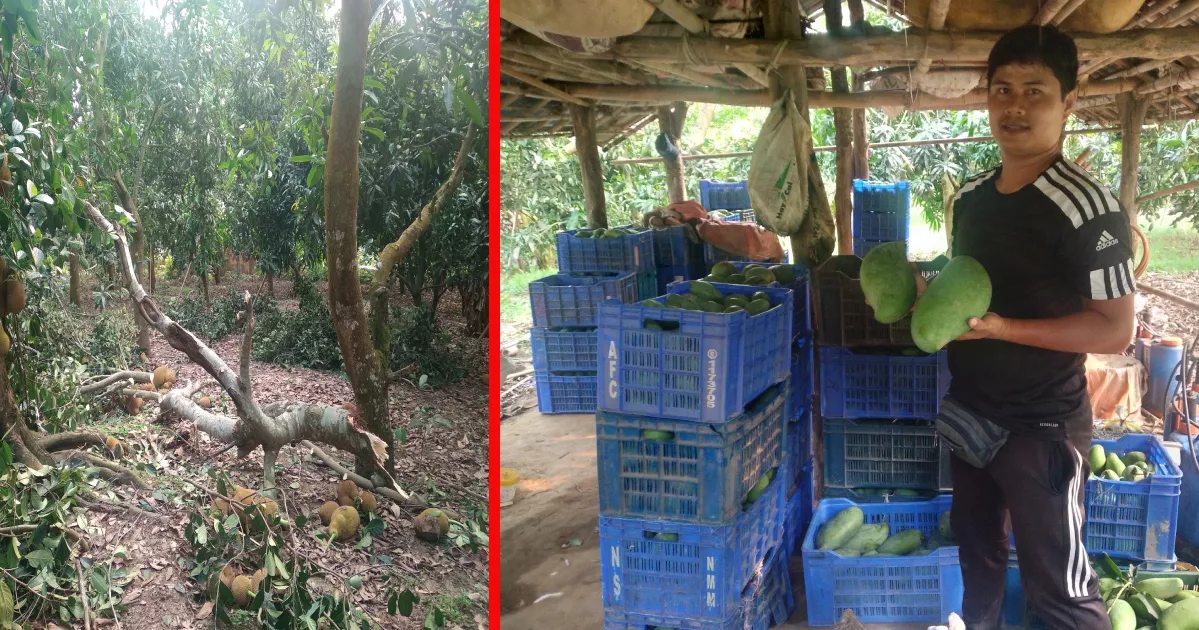 খাগড়াছড়িতে কালবৈশাখী ও শিলাবৃষ্টিতে আমের ব্যাপক ক্ষতি