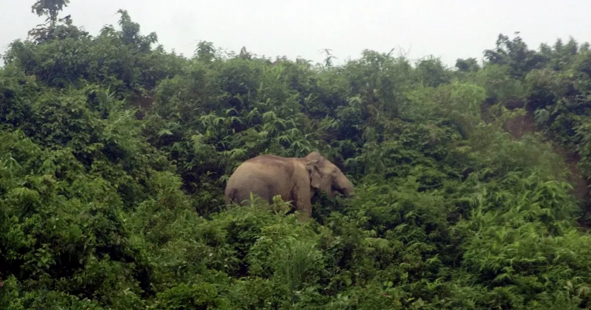 মানুষ-হাতি দ্বন্দ্ব কমাতে দুই পরিকল্পনা সরকারের