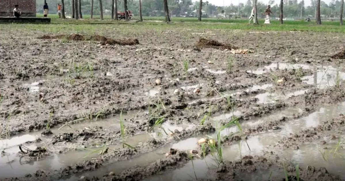 হঠাৎ বৃষ্টিতে কপাল পুড়ল উত্তরের আলু চাষিদের