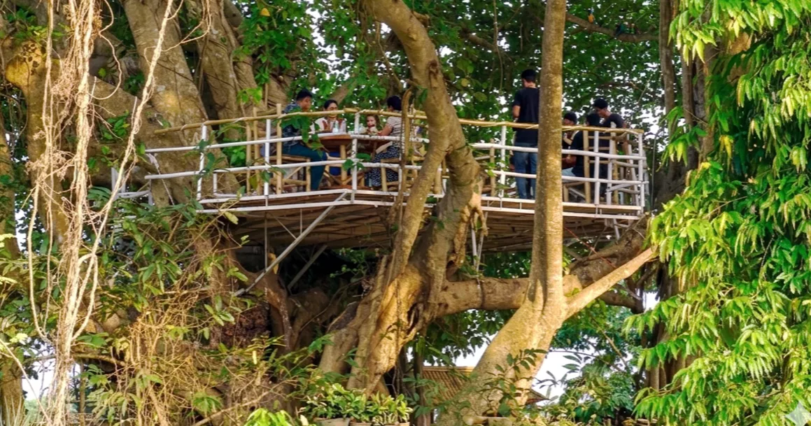 ঝিনাইদহে নজর কাড়ছে বটগাছের ওপর ব্যতিক্রমী ক্যাফে