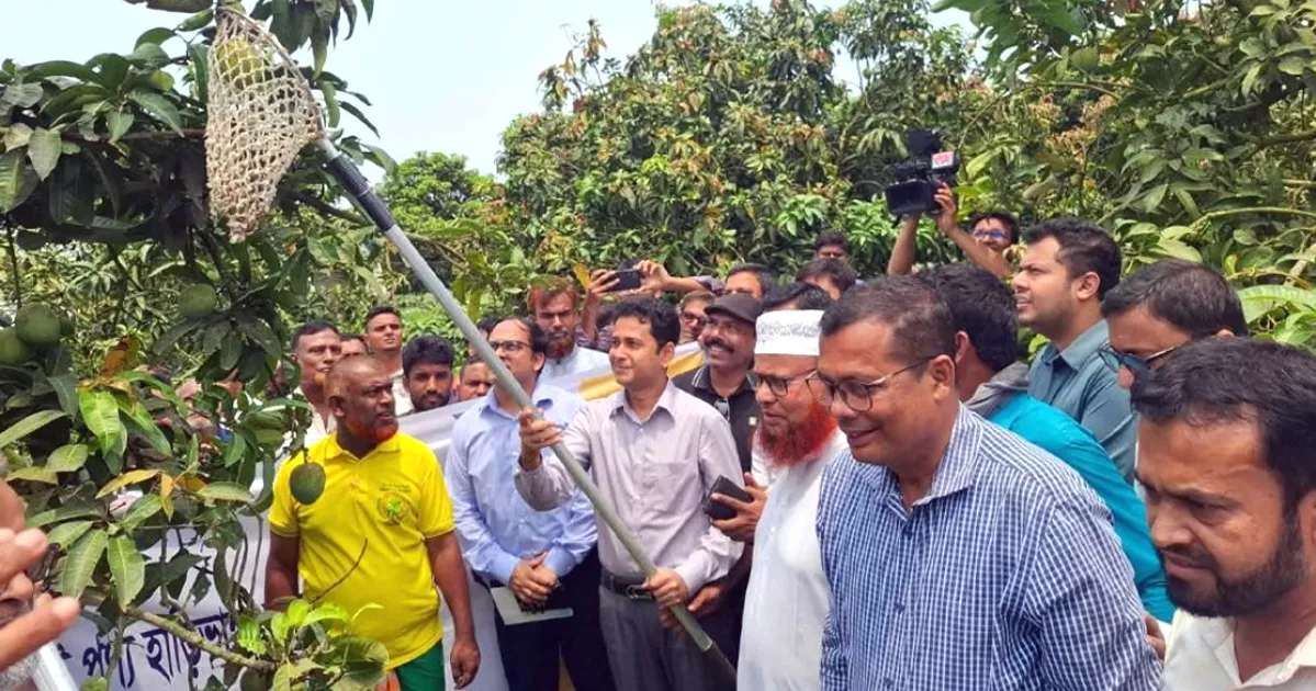 বাজারে আসছে হাঁড়িভাঙা আম, উত্তরাঞ্চলে জমে উঠেছে কোটি টাকার বাণিজ্য