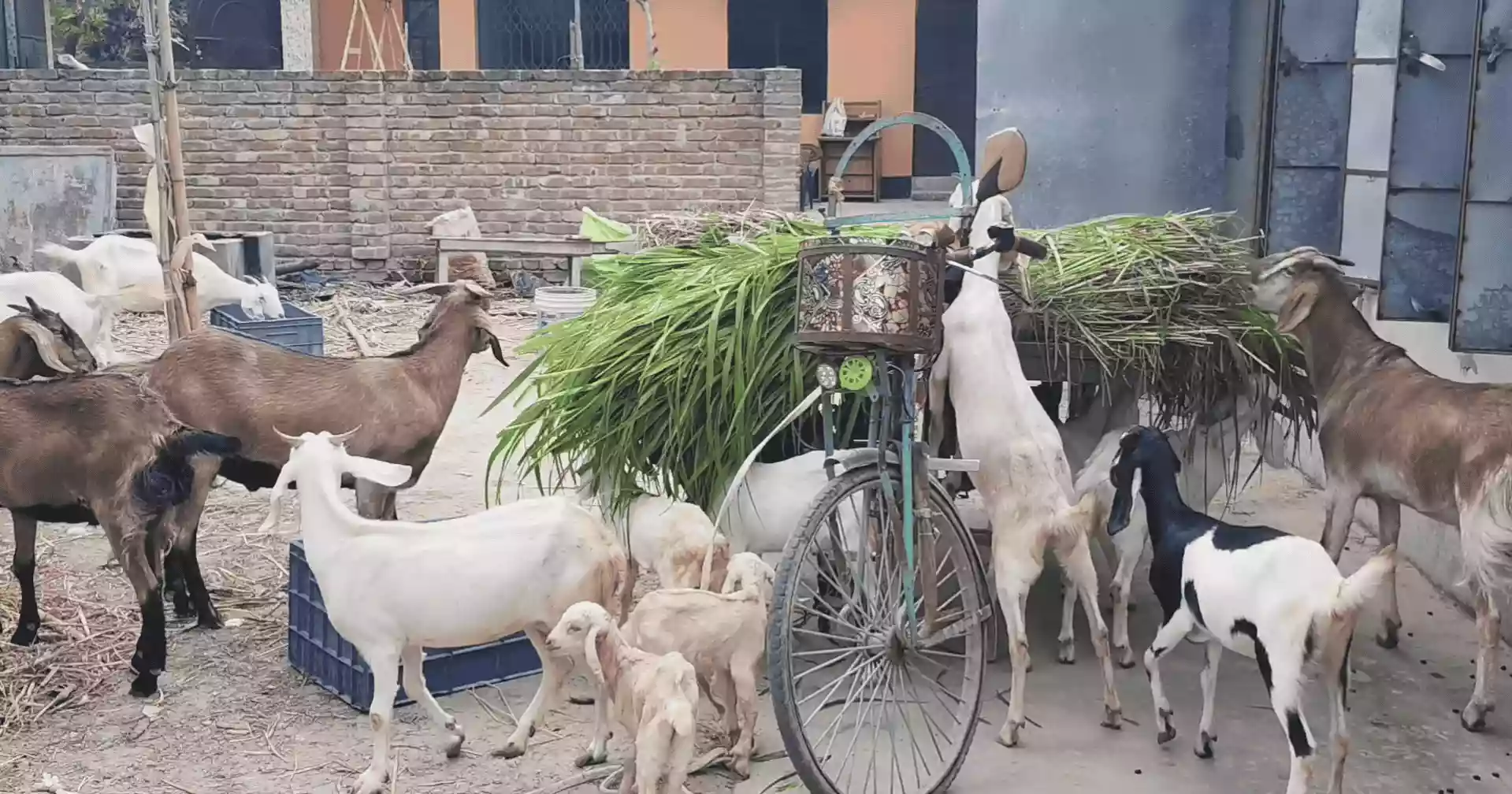 পশুখাদ্যের দাম বাড়ায় লাভ নিয়ে শঙ্কায় খামারিরা, ভারতীয় গরু প্রবেশ বন্ধে কঠোর পদক্ষেপের দাবি