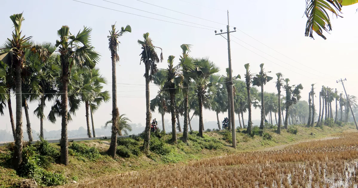 বিদ্যুৎ লাইনের ‘সুরক্ষা’র বলি ৭৫০ তালগাছ