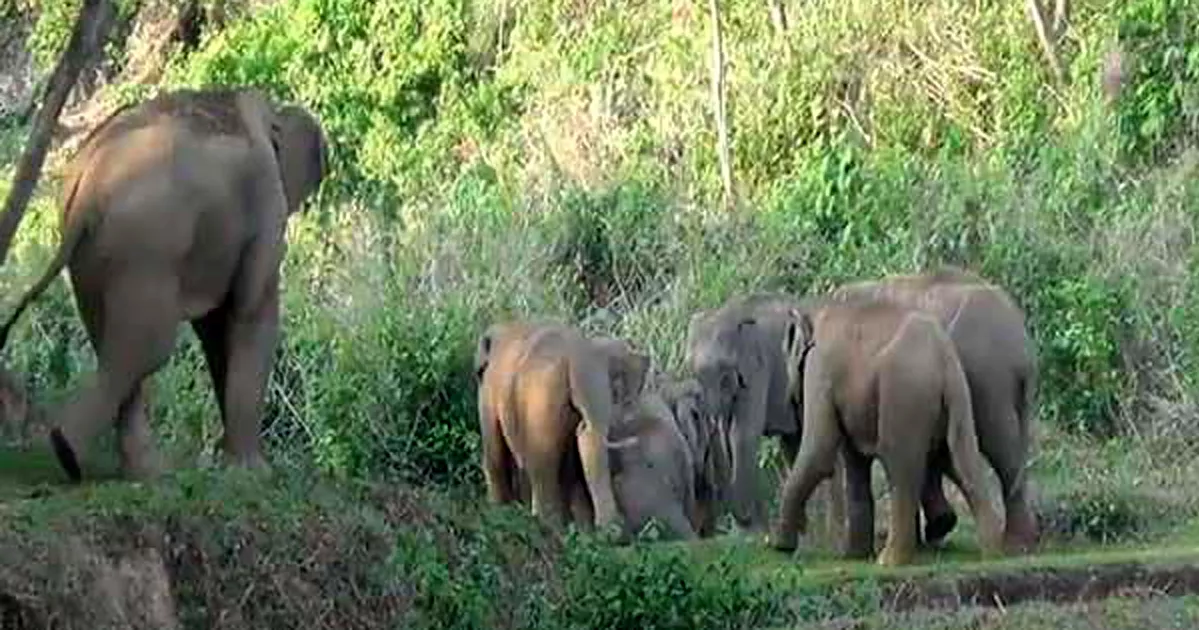 মানুষ-হাতি দ্বন্দ্ব কমাতে দুই পরিকল্পনা সরকারের