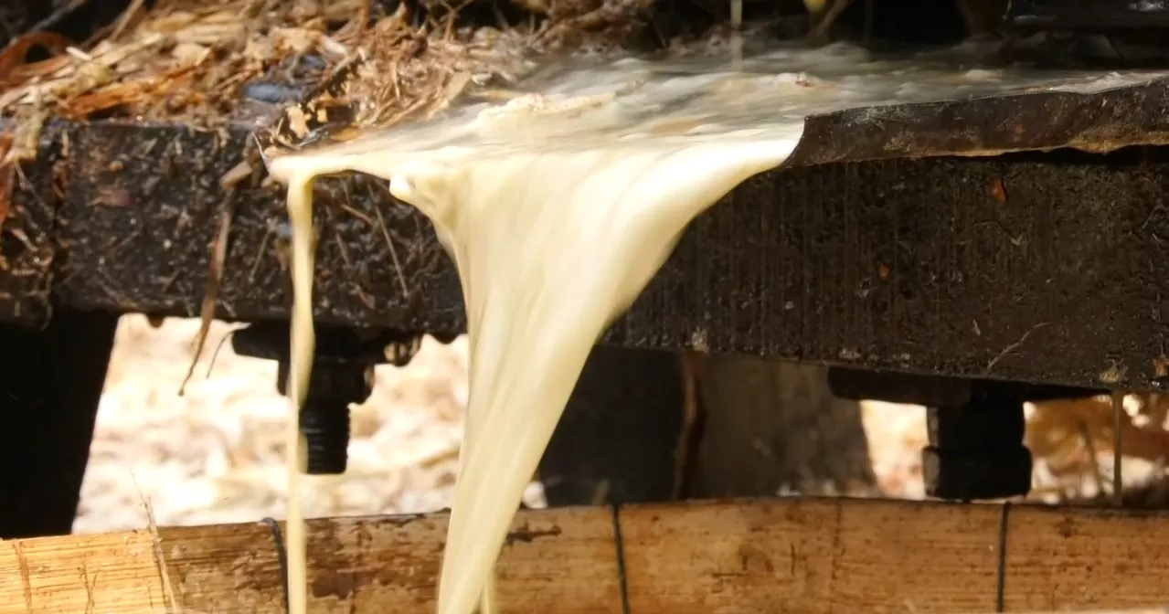 ঝিনাইদহে যে গ্রামে ৬ দশক ধরে তৈরি হয়ে আসছে আখের গুড়