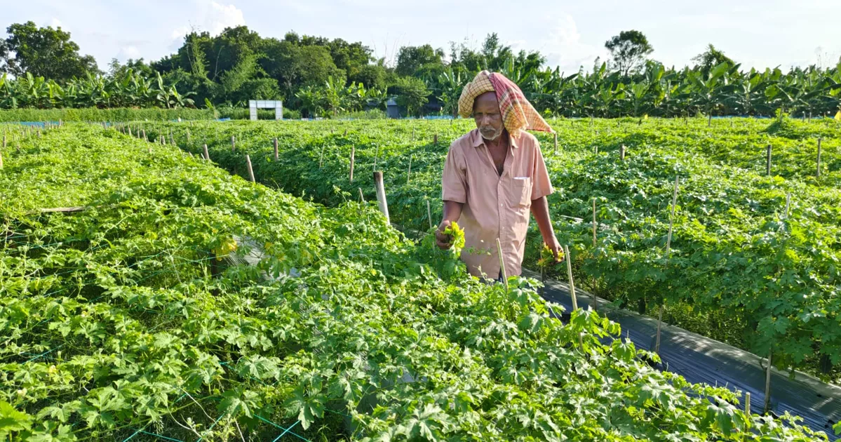 বিষমুক্ত সবজি চাষ: ফলনে খুশি হলেও দামে মলিন কৃষক