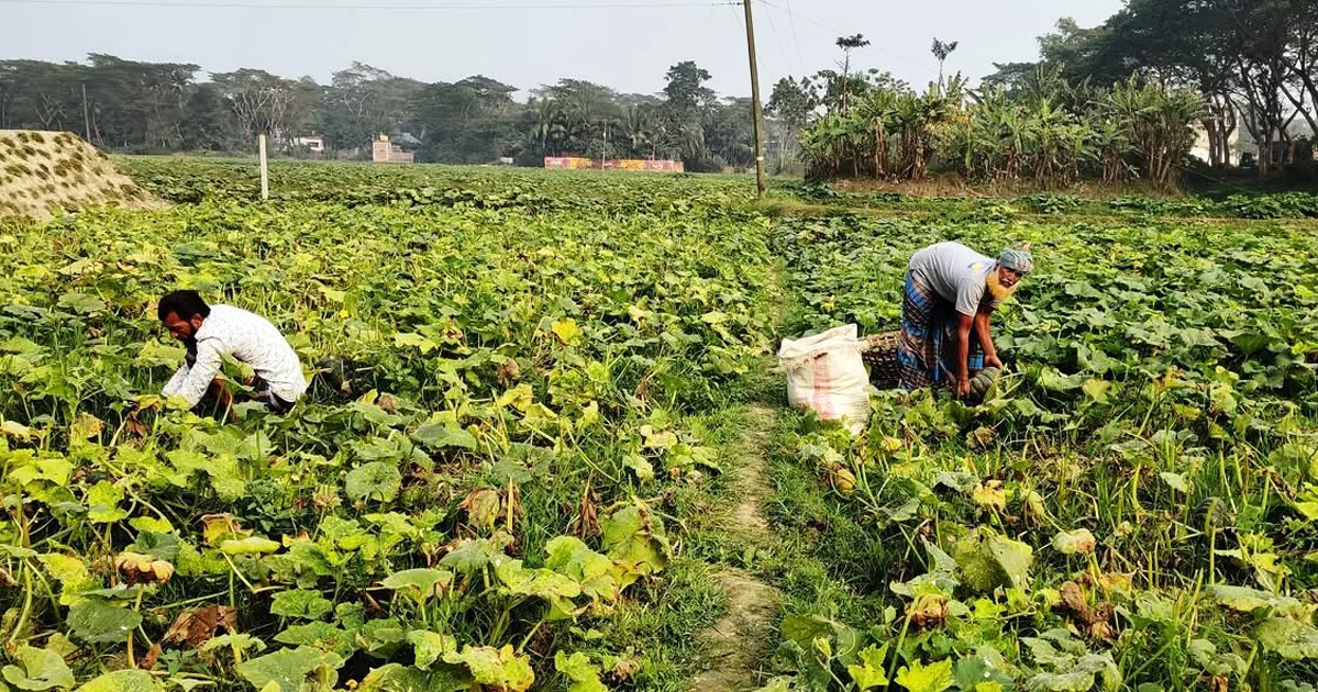 গোখাদ্য হিসেবে বিক্রি হচ্ছে মিষ্টি কুমড়া, চাঁদপুরে কৃষকের মাথায় হাত