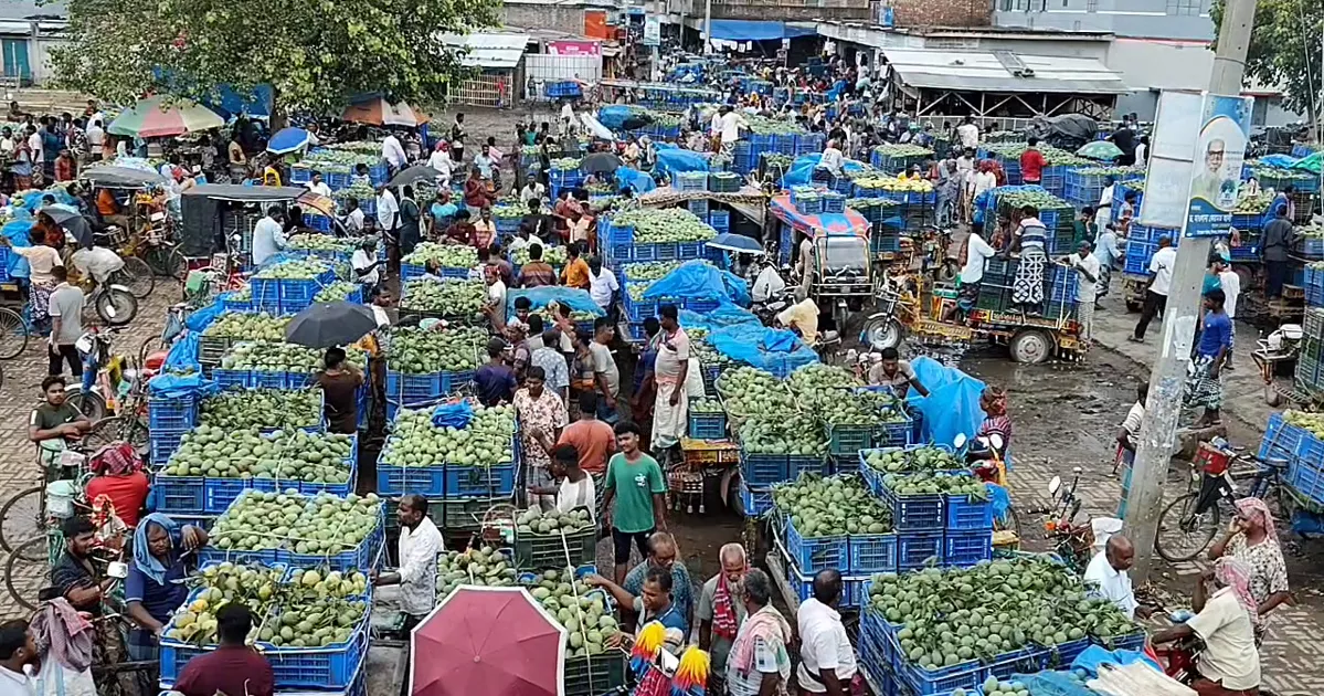ভালো ফলনেও মুখে হাসি নেই চাঁপাইনবাবগঞ্জের আমচাষিদের