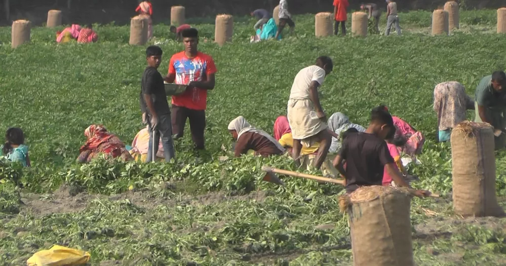 ভরা মৌসুমেও চাষির আলু নিয়ে দুশ্চিন্তা