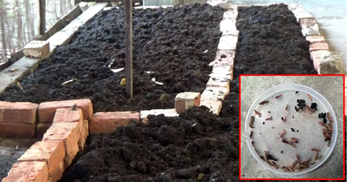 বায়ো ফিশ ফিড উৎপাদনে সাফল্য: মাছচাষে কমবে ব্যয়, থাকবে না স্বাস্থ্যঝুঁকি