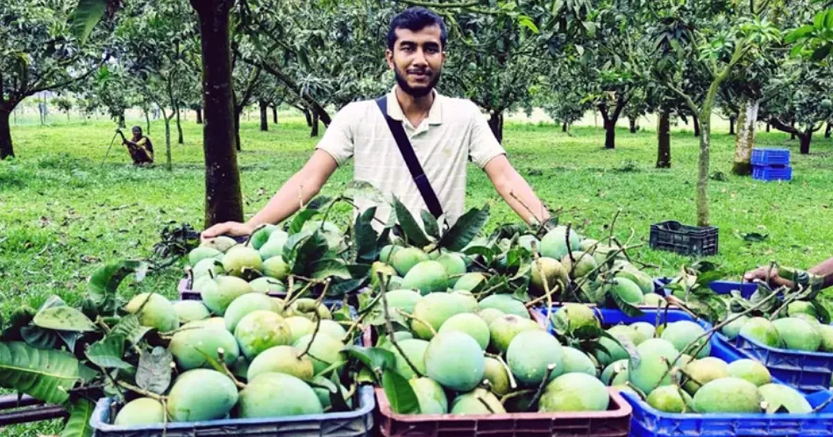 বাজারে আসছে হাঁড়িভাঙা আম, উত্তরাঞ্চলে জমে উঠেছে কোটি টাকার বাণিজ্য
