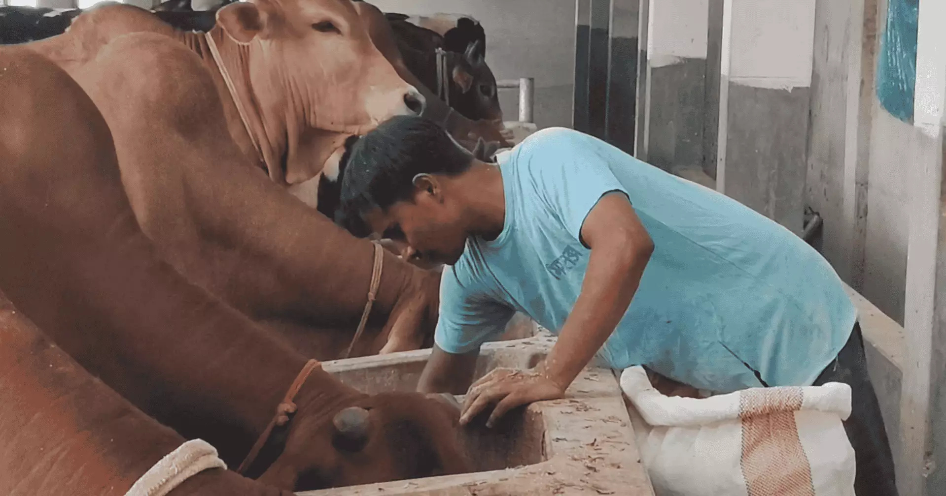 পশুখাদ্যের দাম বাড়ায় লাভ নিয়ে শঙ্কায় খামারিরা, ভারতীয় গরু প্রবেশ বন্ধে কঠোর পদক্ষেপের দাবি